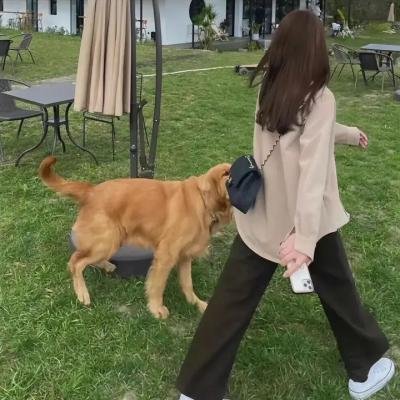 狗吃掉了影子